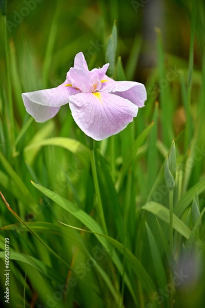 Obraz 六月に艶やかに咲き誇る花菖蒲