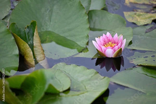 Obraz 淡く紅のスイレンが顔を出してます