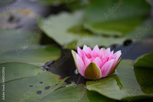 Obraz 淡く紅のスイレンが顔を出してます