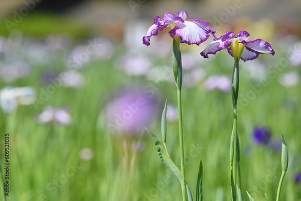 Obraz 六月に艶やかに咲き誇る花菖蒲
