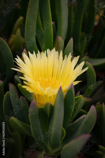Obraz yellow cactus flower