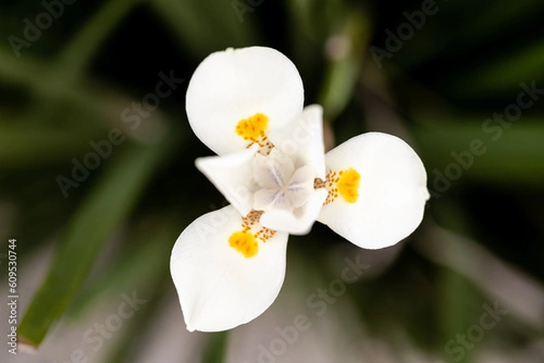 Obraz white orchid flower