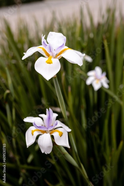Obraz white and yellow flowers