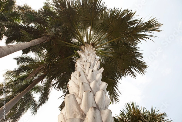 Obraz Corypha Palm, Corypha Umbraculifera, Talipot Palm, Great Fan Palm, Tropical Palm Tree