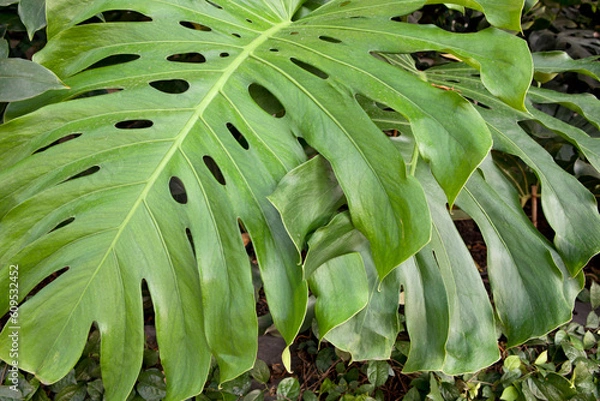 Fototapeta Monstera Deliciosa, Swiss Cheese Plant, Green Tropical Plant 