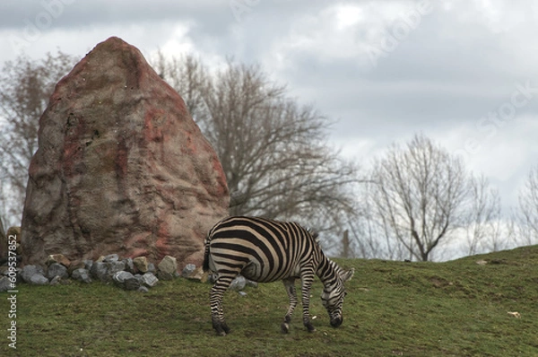Obraz zebra in the field