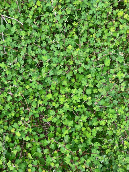Fototapeta water surface overgrown with water, Beautiful living mat of many small tiny leaves of green liverwort ground cover in a garden. A beautiful soft green background texture viewed from above