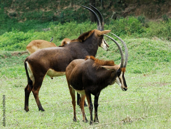 Obraz sable antelope