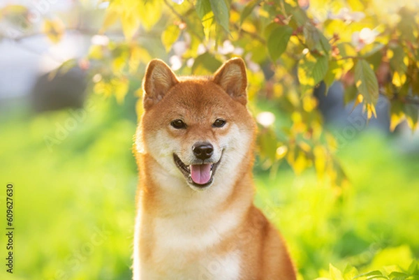 Obraz Portrait of beautiful red shiba inu dog on cherry blossom's and green grass background. Japanese shiba dog and sakura