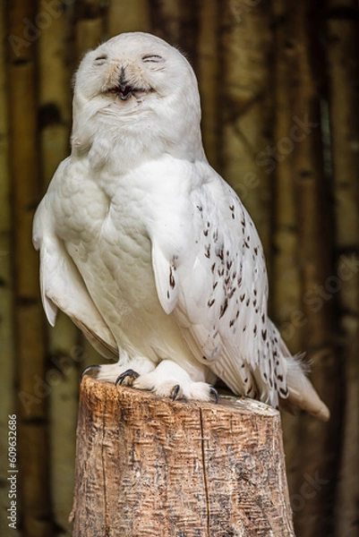 Obraz Snowy owl