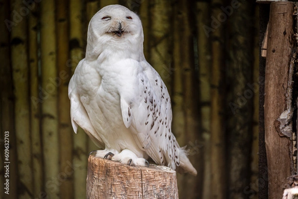 Obraz Snowy owl