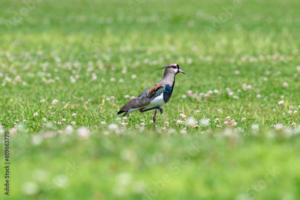 Fototapeta Quero-quero do parque Bariguí