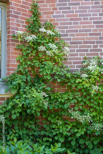 Obraz Hydrangea petiolaris Kletterhortensie in einer Hausecke