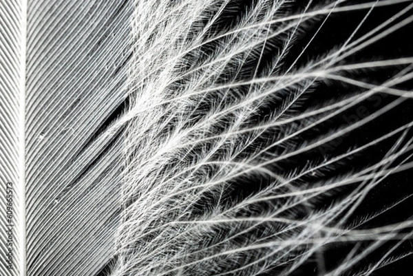 Obraz Feather 2