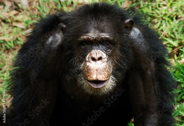 Obraz chimpanzee