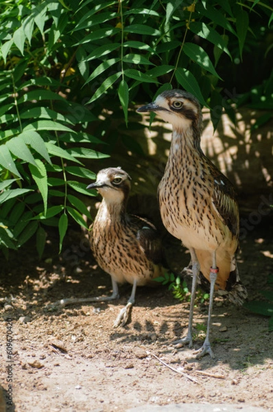 Fototapeta Beautiful adult and baby curlew in the zoo, Thailand.
