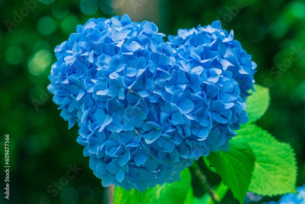 Obraz ハートの紫陽花