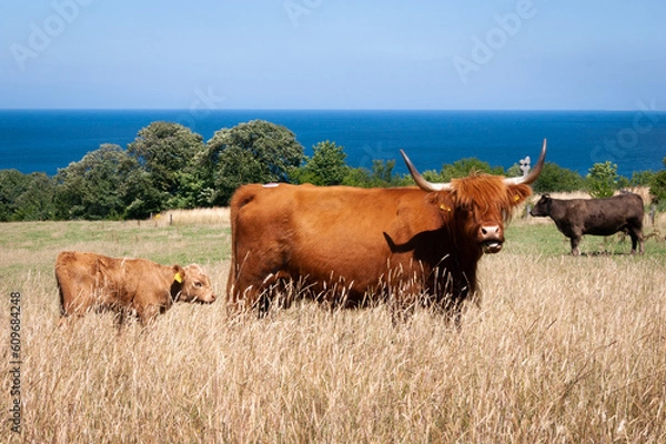 Obraz Seaside Cows