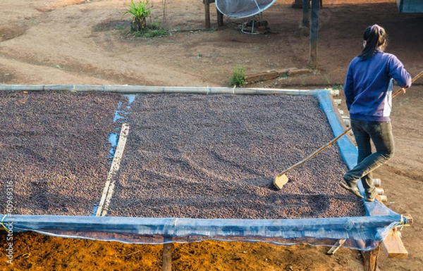 Obraz Drying coffee berries