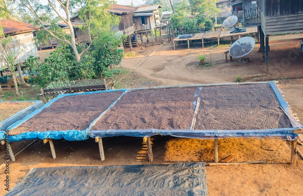 Obraz Drying coffee berries
