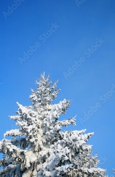 Fototapeta Fragment of snow-covered fir-tree.