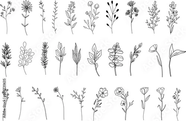 Fototapeta Botanical abstract line arts, hand drawn herbs, flowers, leaves and branches, vector illustration