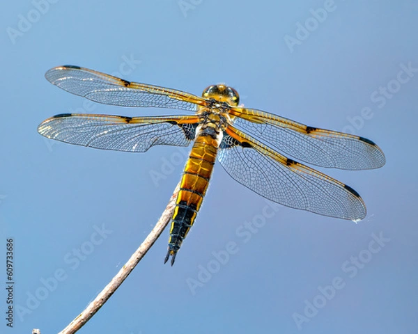 Obraz Dragonfly Photo and Image.  Close-up rear view with its wing spread, perch on a twig with blue background in its environment and habitat surrounding.
