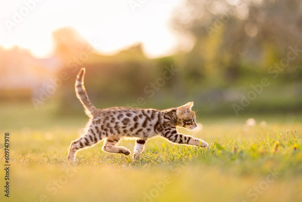 Obraz Kitten outdoors walking on a golden field