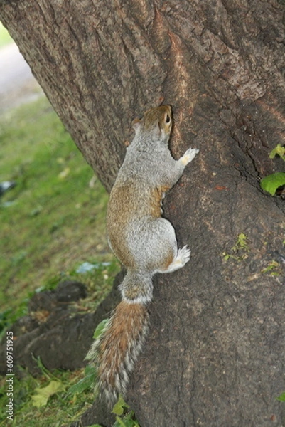 Fototapeta Ardilla subiendo a un árbol en un parque