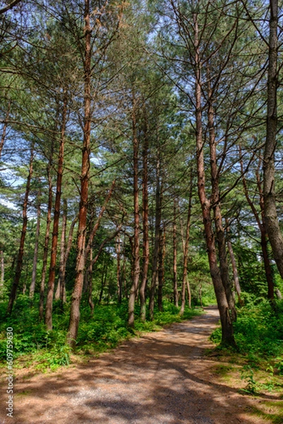 Obraz 福井県敦賀市　気比の松原