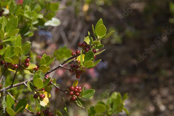 Obraz Frutas del bosque