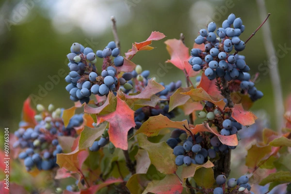 Obraz Frutas del bosque