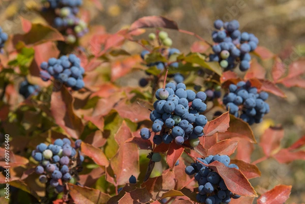 Obraz Frutas del bosque