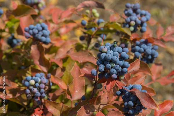 Obraz Frutas del bosque