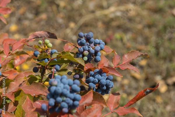 Obraz Frutas del bosque