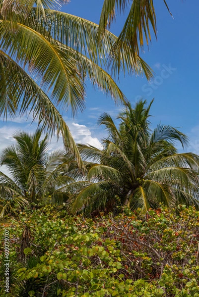 Obraz Island Palm Trees 