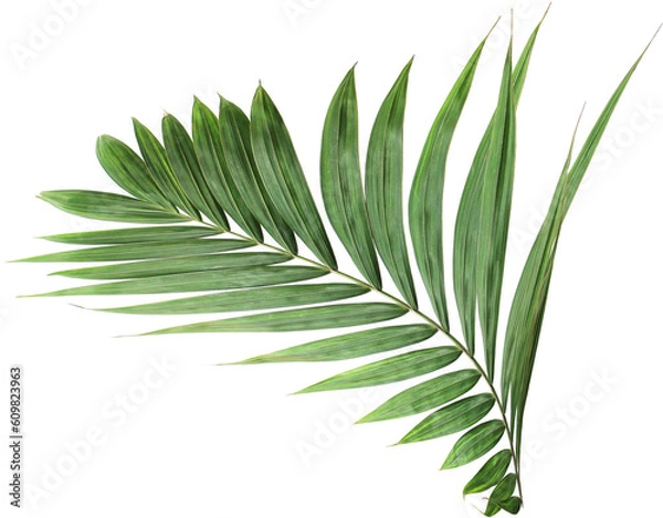 Obraz tropical green palm leaf on transparent background png file