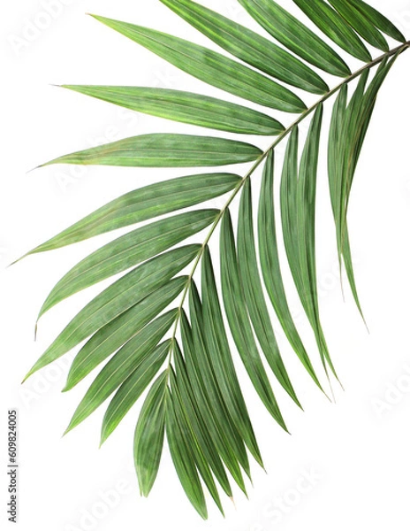 Obraz tropical green palm leaf on transparent background png file