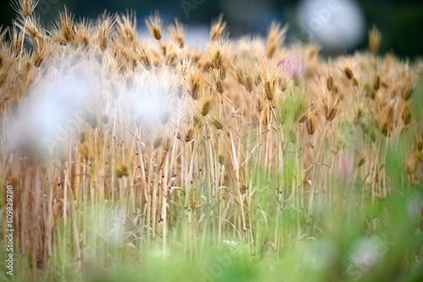 Obraz 一面の麦畑に寄りそう小さな花々