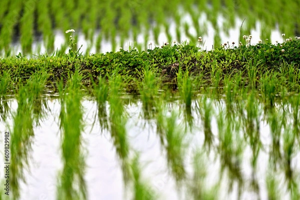 Obraz 水田にひっそりと咲く花々