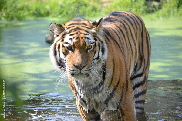 Fototapeta tiger in water