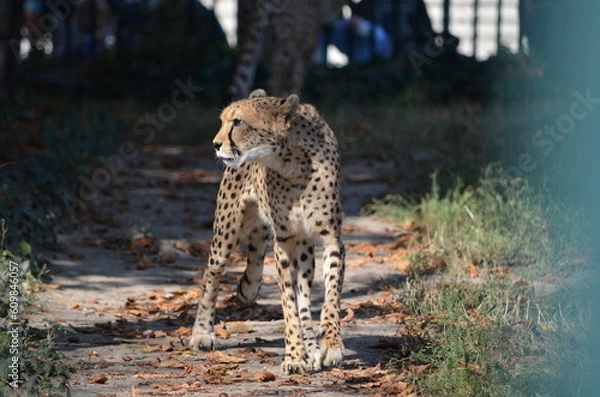 Obraz cheetah walking