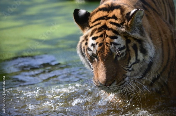 Fototapeta tiger in water