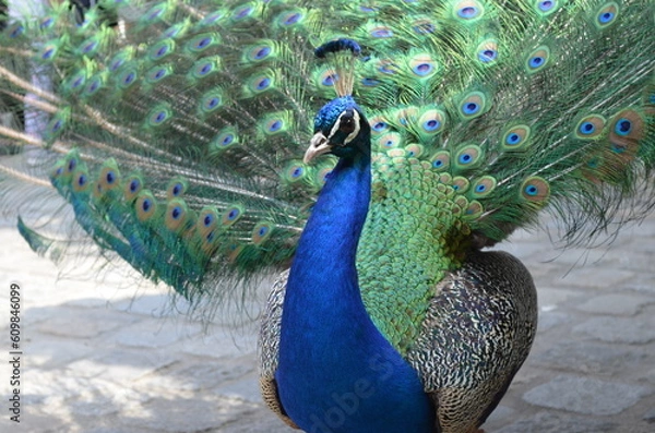 Obraz peacock with feathers out