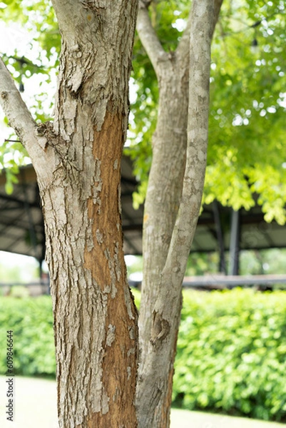 Obraz Tree close up nature texture background.