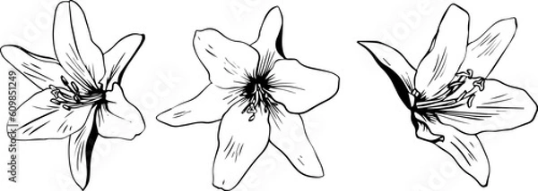 Obraz Three sketch style lily flowers black outline isolated on white background