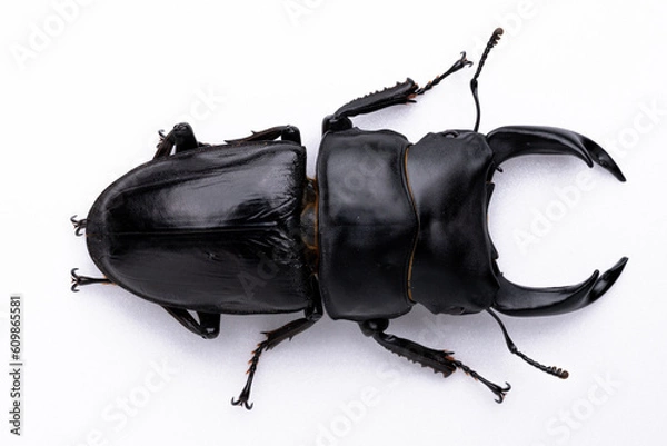 Obraz オオクワガタのオスの白背景写真