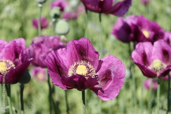 Obraz Field of purple poppy flowers