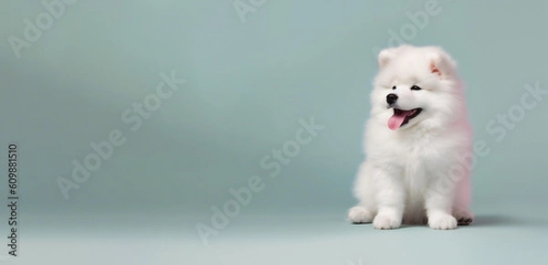 Fototapeta Cute happy boy samoyed puppy banner. samoyed sitting in the studio blue background. Empty copy space on the side. Created with generative AI technology.