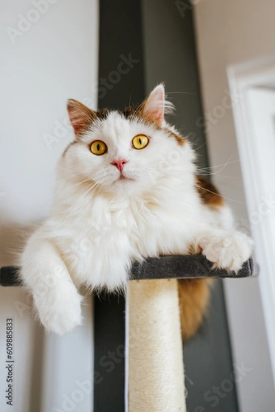 Obraz Kot na drapaku